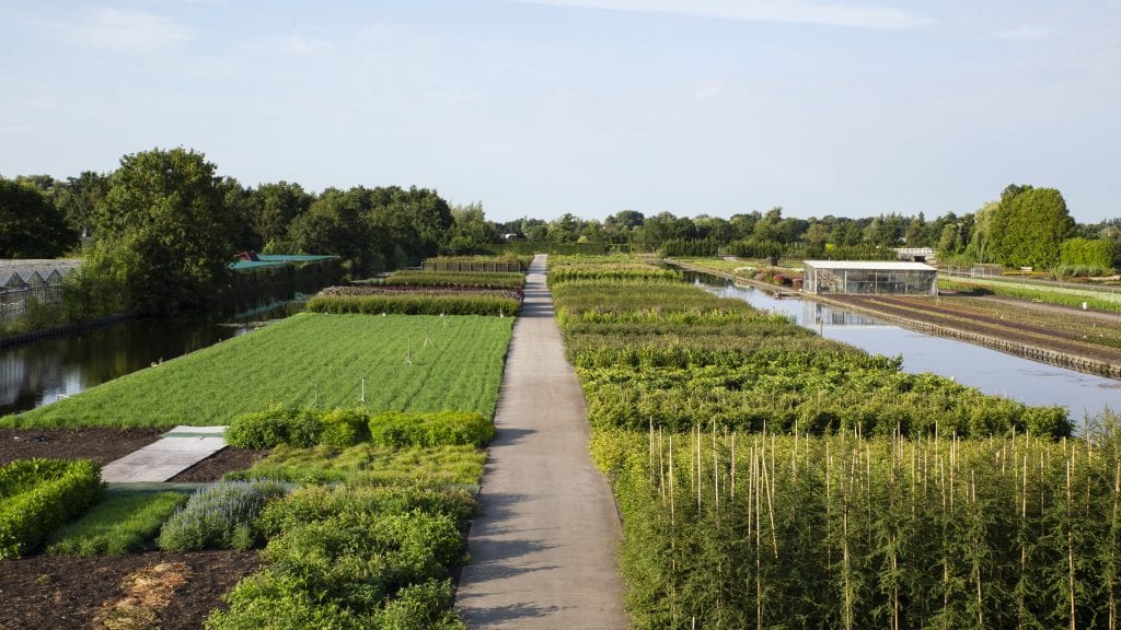 kwekerij volle grond